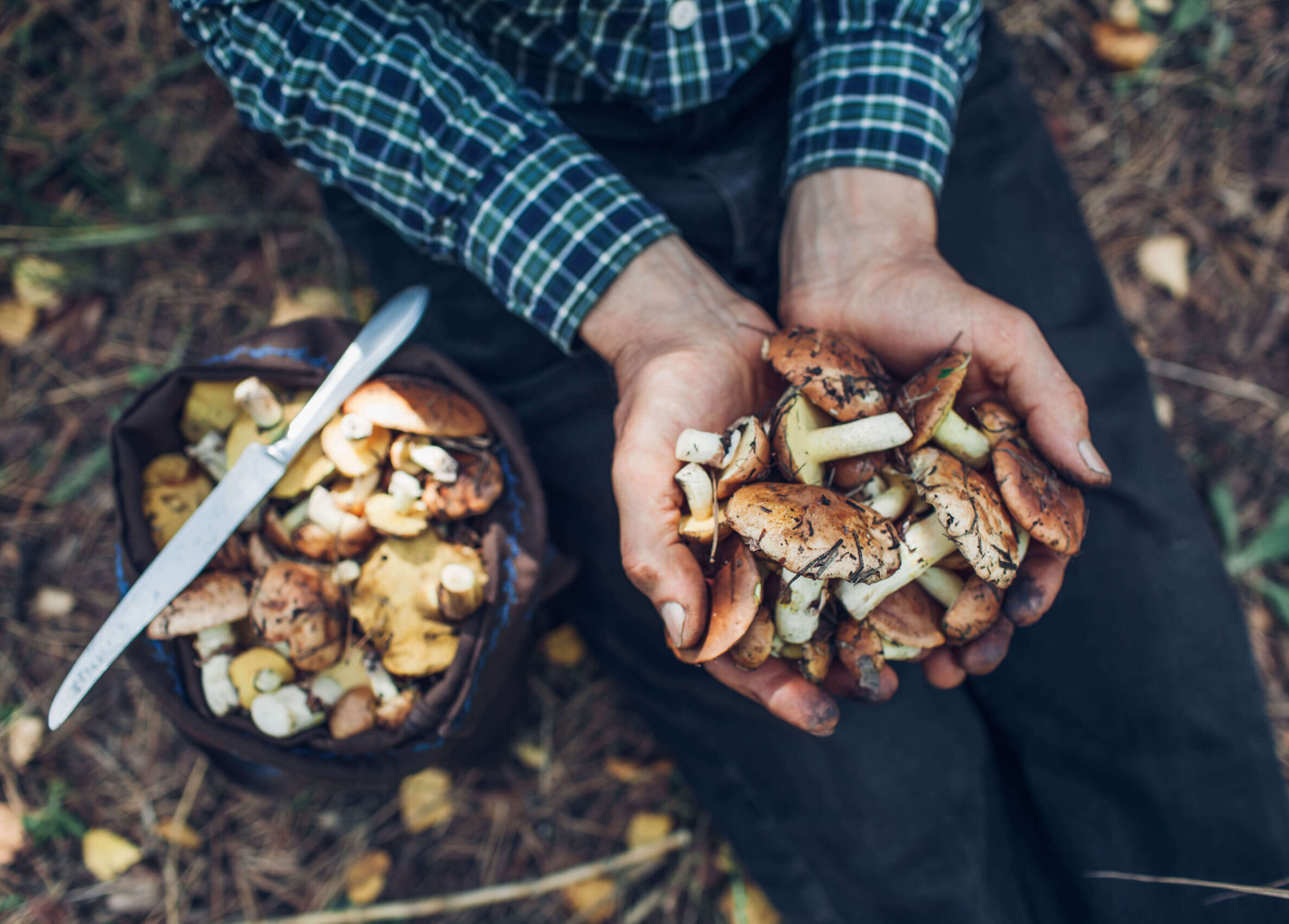 Man Holds Handful Oily Mushrooms